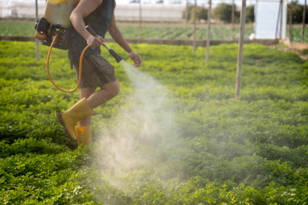 Best Pest Removal Services  in Coeur Dalene, ID