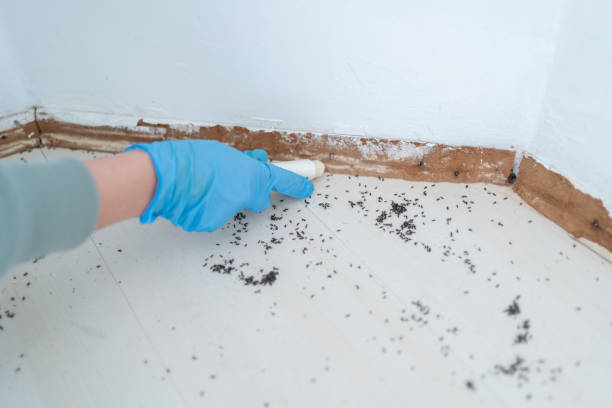Best Pest Control for Homes  in Coeur Dalene, ID